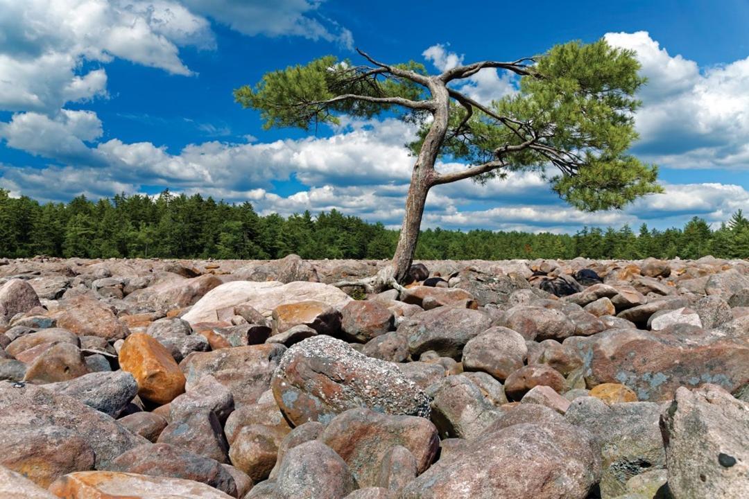 Whiskey Pines Retreat! Single Level Home, Outdoor Firepit, Ac, Bbq! Sleeps 9 In Lake Harmony! Екстериор снимка